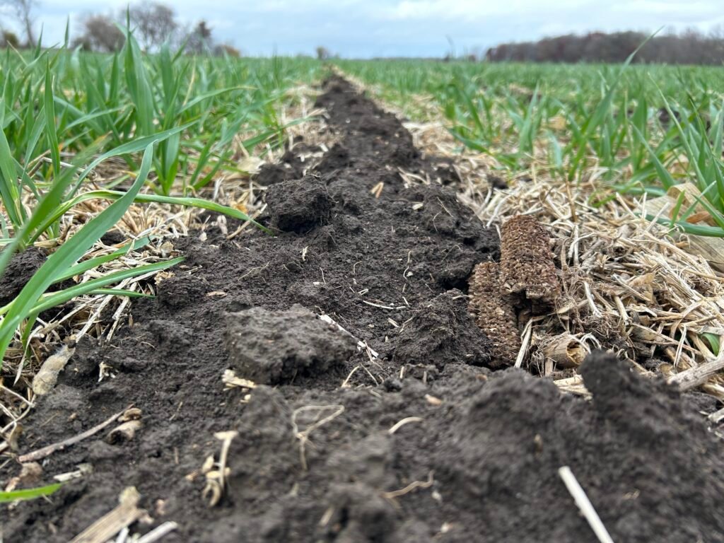 Cover crop and strip till