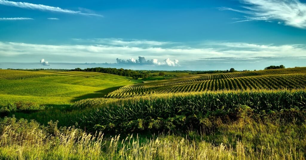 Stunning summer landscape of cornfields under a bright blue sky in Onslow, Iowa.