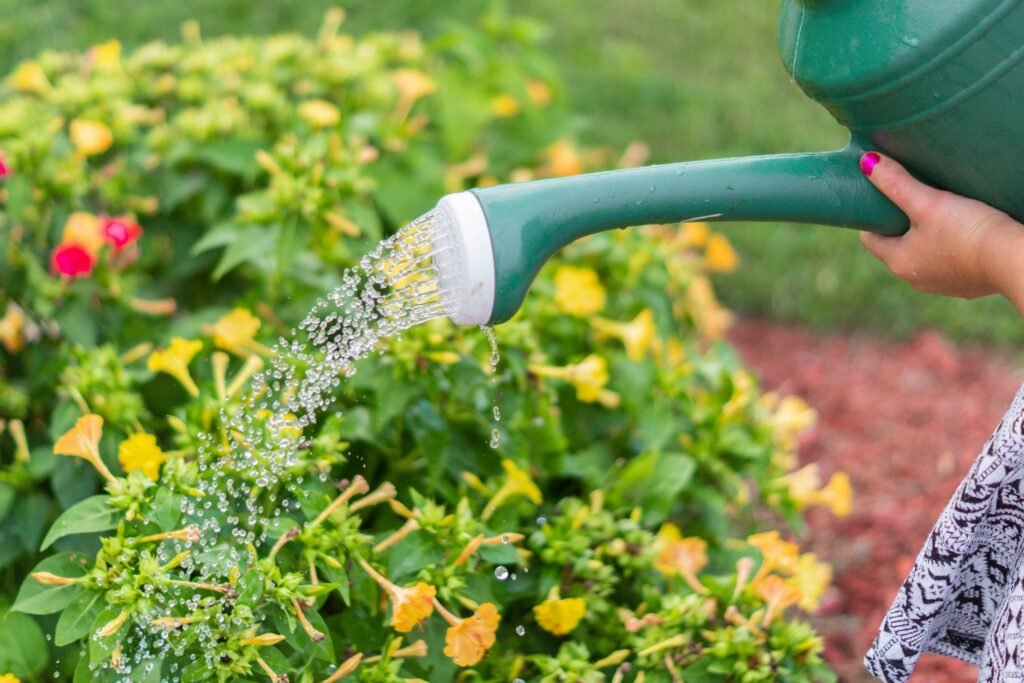 Close-up of hand watering vibrant flowers with a green watering can in a sunny garden.